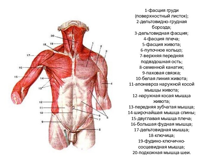 1-фасция груди (поверхностный листок);  2-дельтовидно-грудная борозда;  3-дельтовидная фасция;