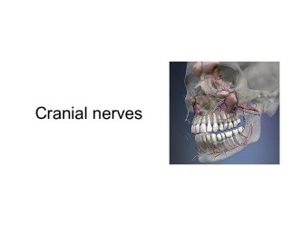 Cranial nerves