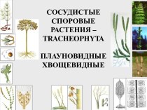 Сосудистые споровые растения (tracheophyta). Плауновидные хвощевидные