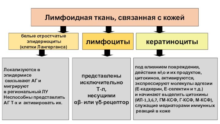 Лимфоидная ткань, связанная с кожей белые отростчатые эпидермоциты (клетки Лангерганса) лимфоциты кератиноциты