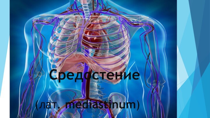 Средостение    (лат. mediastinum) 