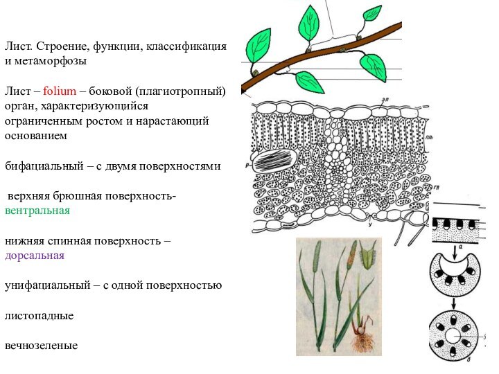 Лист. Строение, функции, классификация и метаморфозы  Лист – folium – боковой