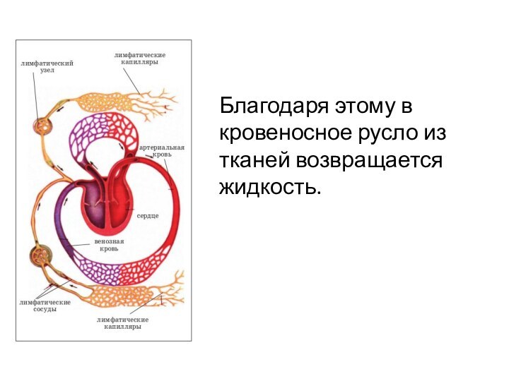 Благодаря этому в кровеносное русло из тканей возвращается жидкость.