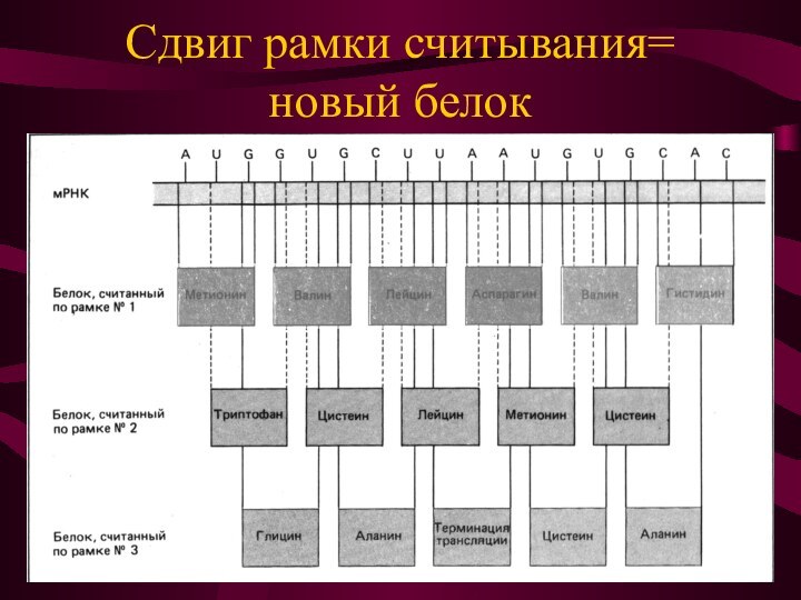 Сдвиг рамки считывания= новый белок