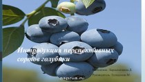 Интродукция перспективных сортов голубики на юго-востоке Казахстана
