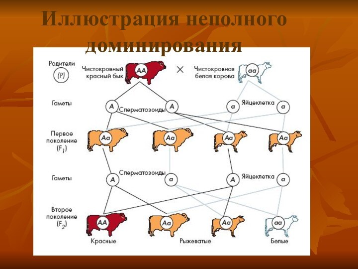 Иллюстрация неполного доминирования