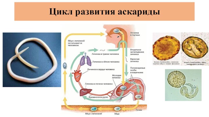 Цикл развития аскариды