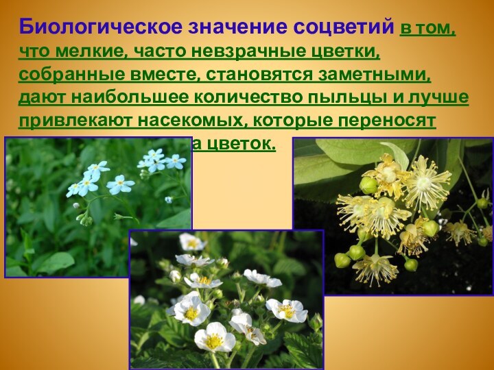 Биологическое значение соцветий в том, что мелкие, часто невзрачные цветки, собранные вместе,