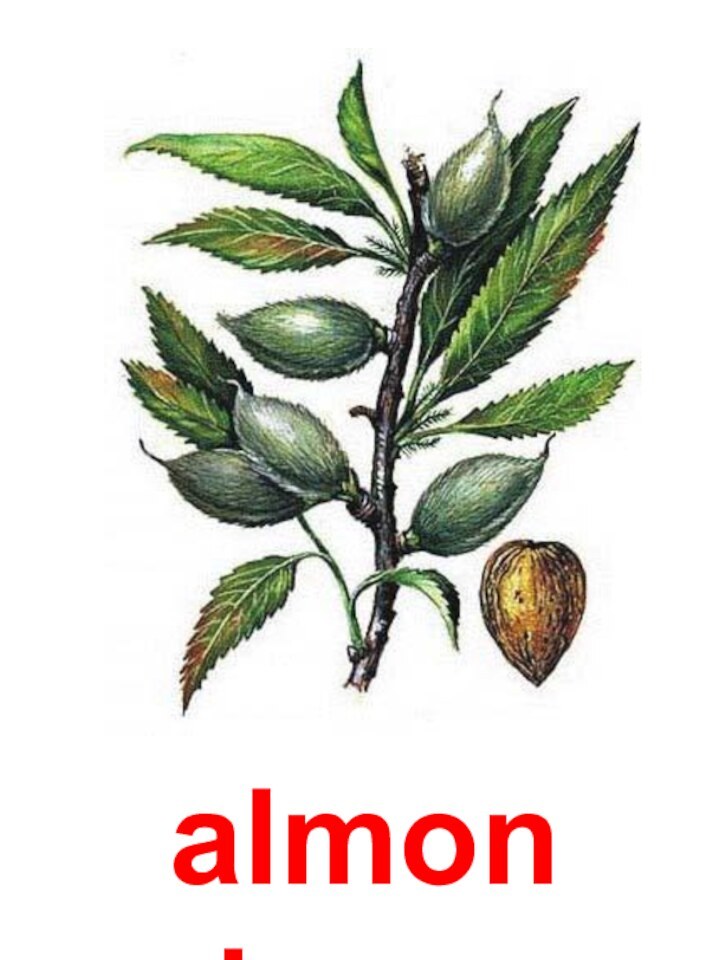 almond