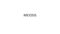 Meiosis. Stages of meiosis