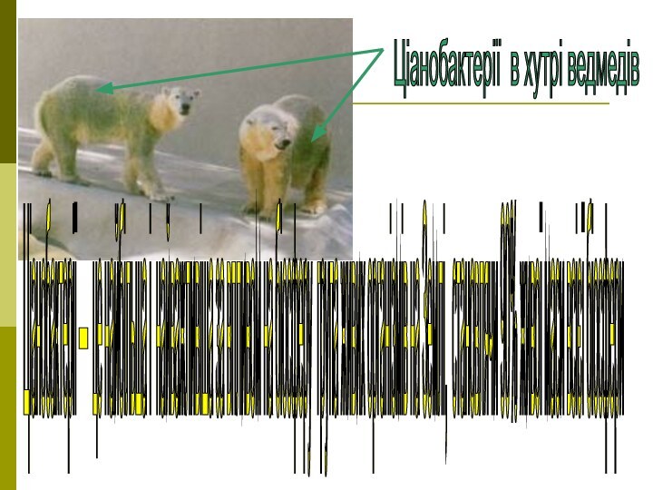 Ціанобактерії в хутрі ведмедів Ціанобактерії — це найбільша і найважливіша за впливом на