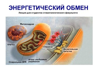 Энергетический обмен. Биологическое окисление