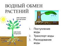 Водный обмен растений