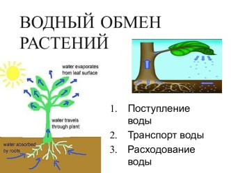 Водный обмен растений
