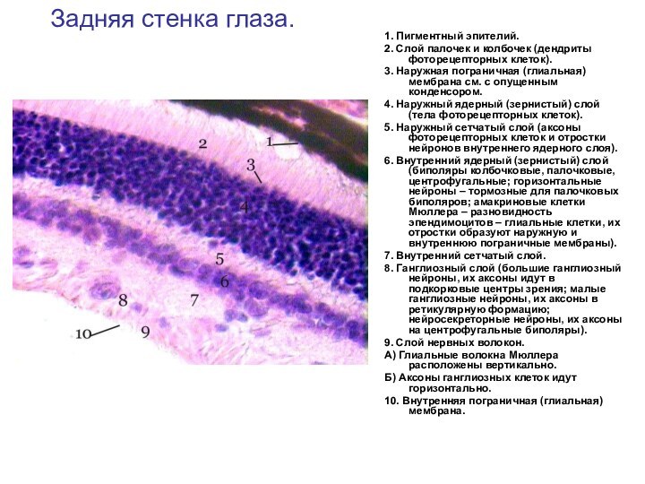 Задняя стенка глаза.1. Пигментный эпителий.2. Слой палочек и колбочек (дендриты фоторецепторных клеток).3.