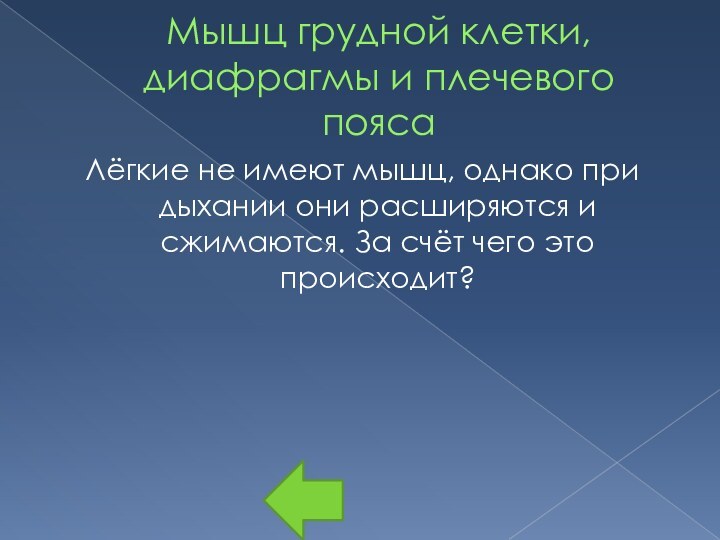 Мышц грудной клетки, диафрагмы и плечевого поясаЛёгкие не имеют мышц, однако при