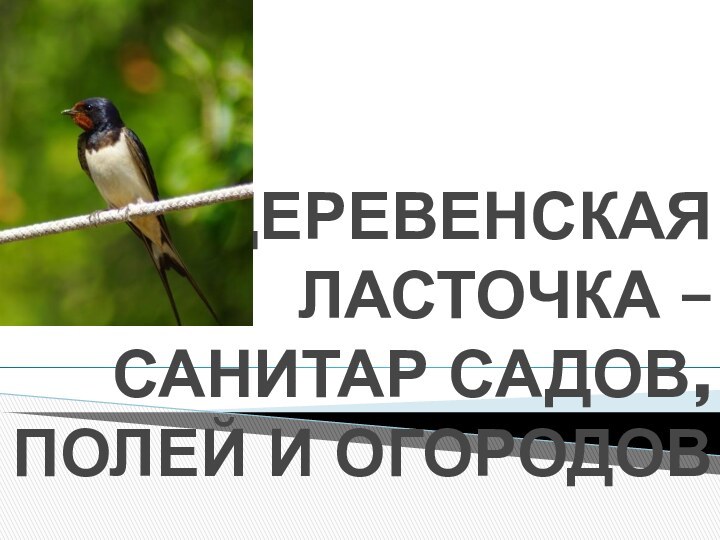 « ДЕРЕВЕНСКАЯ ЛАСТОЧКА – САНИТАР САДОВ, ПОЛЕЙ И ОГОРОДОВ