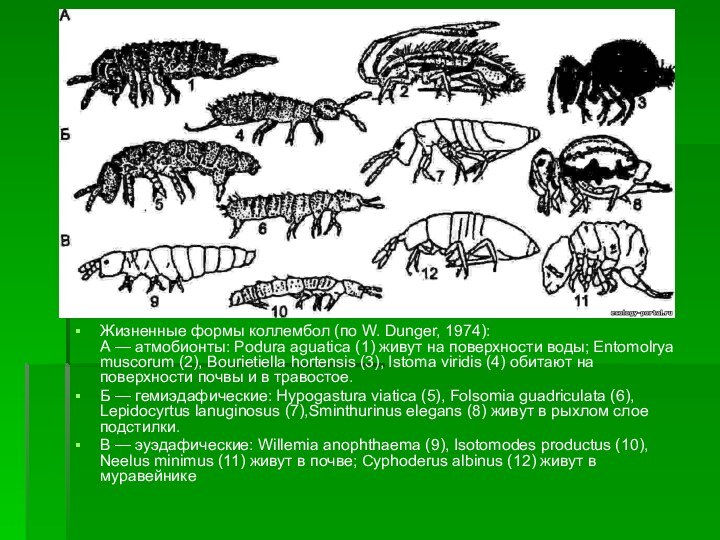 Жизненные формы коллембол (по W. Dunger, 1974): А — атмобионты: Podura aguatica