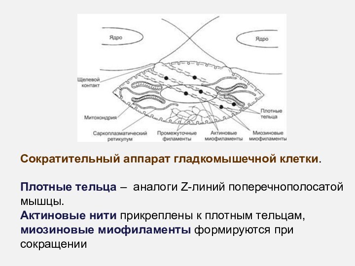 Сократительный аппарат гладкомышечной клетки. Плотные тельца – аналоги Z-линий поперечнополосатой мышцы. Актиновые