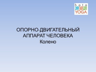 Опорно-двигательный аппарат человека. Колено