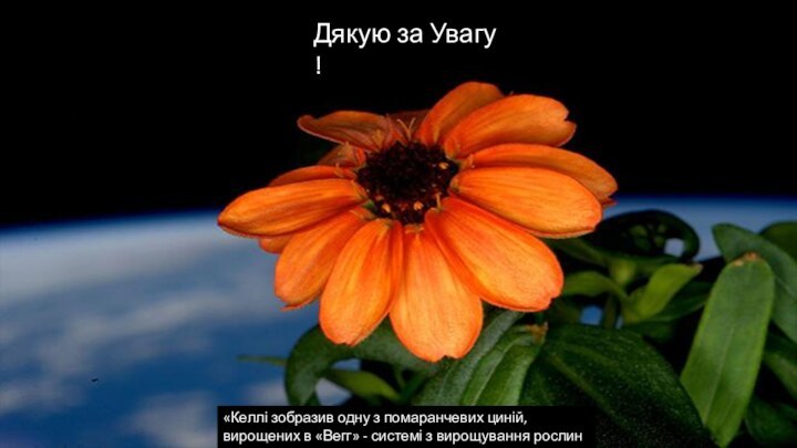 Дякую за Увагу !«Келлі зобразив одну з помаранчевих циній, вирощених в «Вегг»