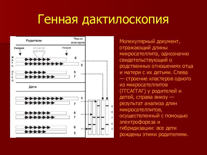 Генная дактилоскопияМолекулярный документ, отражающий длины микросателлита, однозначно свидетельствующий о родственных отношениях отца