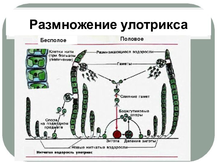 Размножение улотрикса