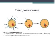 Оплодотворение. Типы оплодотворения