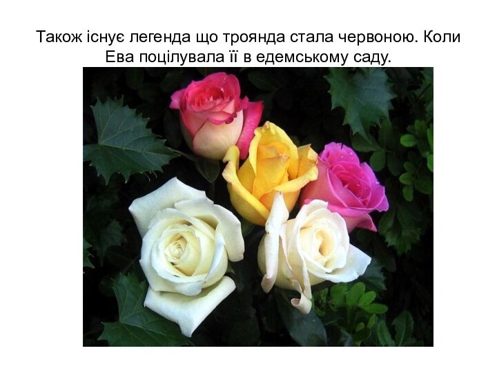 Також існує легенда що троянда стала червоною. Коли Ева поцілувала її в едемському саду.