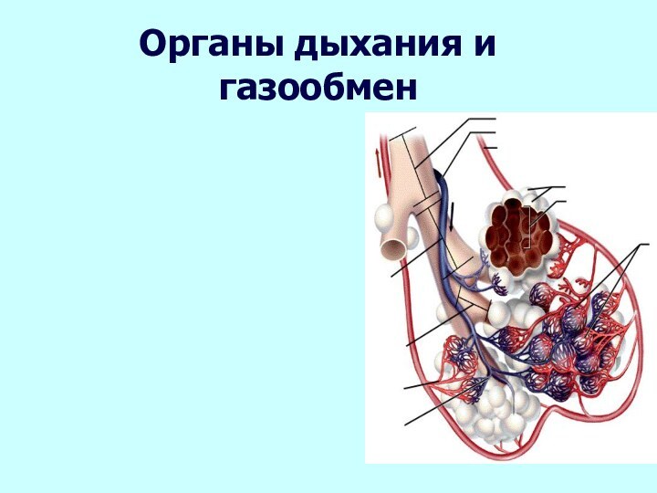 Органы дыхания и газообмен