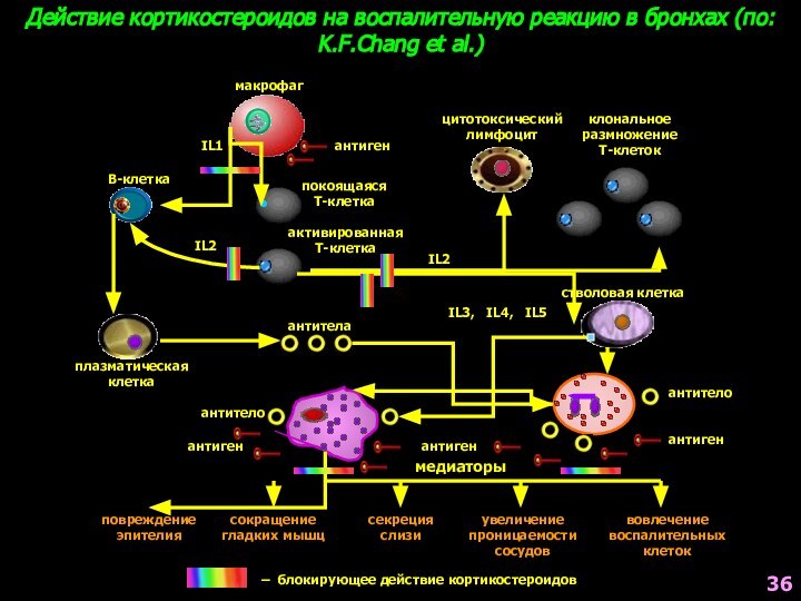 Действие кортикостероидов на воспалительную реакцию в бронхах (по: K.F.Chang et al.)– блокирующее