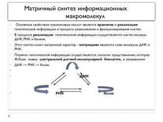 Матричный синтез информационных макромолекул