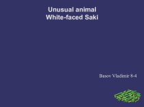Unusual animal White-faced Saki