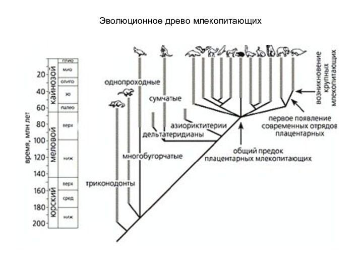 Эволюционное древо млекопитающих