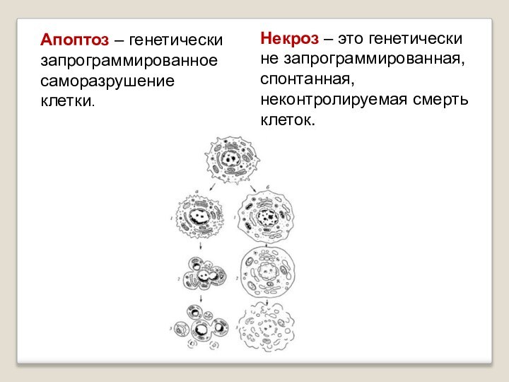 Апоптоз – генетически запрограммированное саморазрушение клетки. Некроз – это генетически не запрограммированная, спонтанная, неконтролируемая смерть клеток.