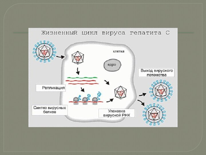 Схема жизненного цикла вируса