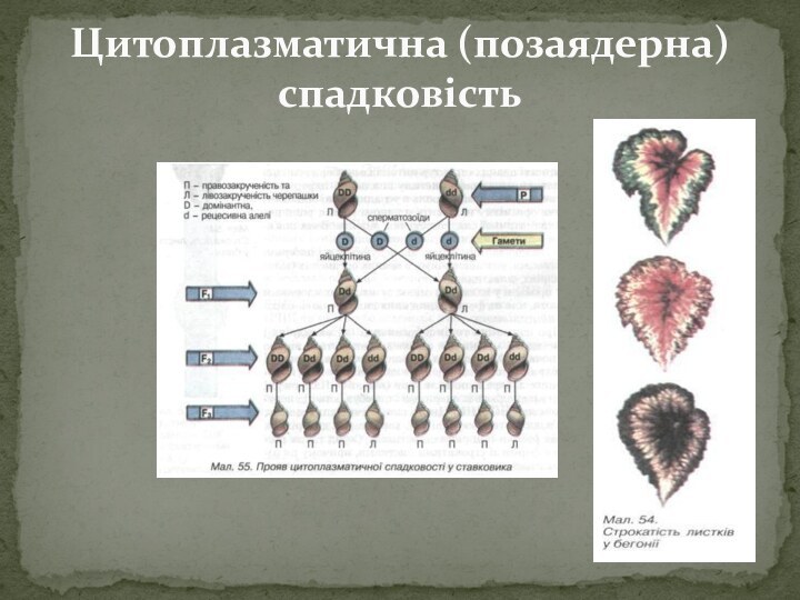 Цитоплазматична (позаядерна) спадковість