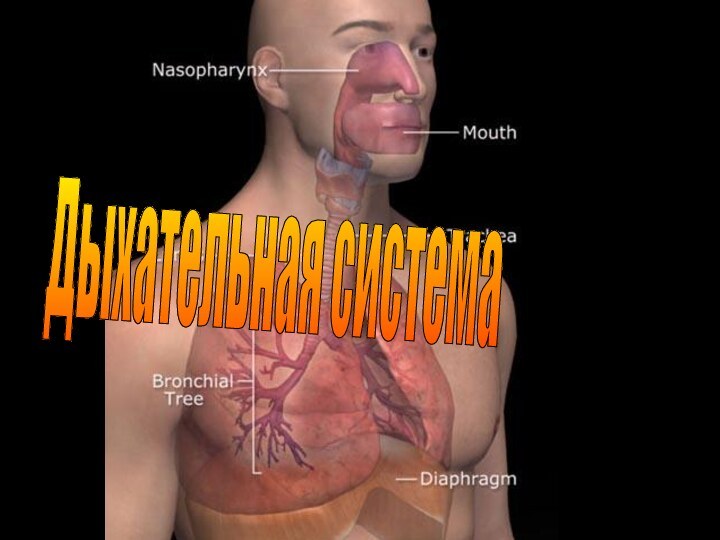 Дыхательная система