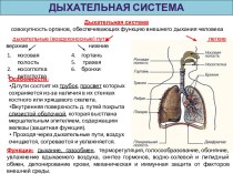 Дыхательная система