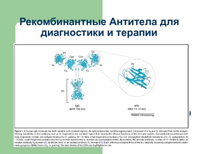 Рекомбинантные Антитела для диагностики и терапии