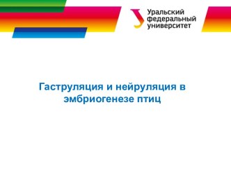 Гаструляция и нейруляция в эмбриогенезе птиц