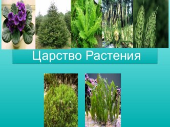 Царство Растения