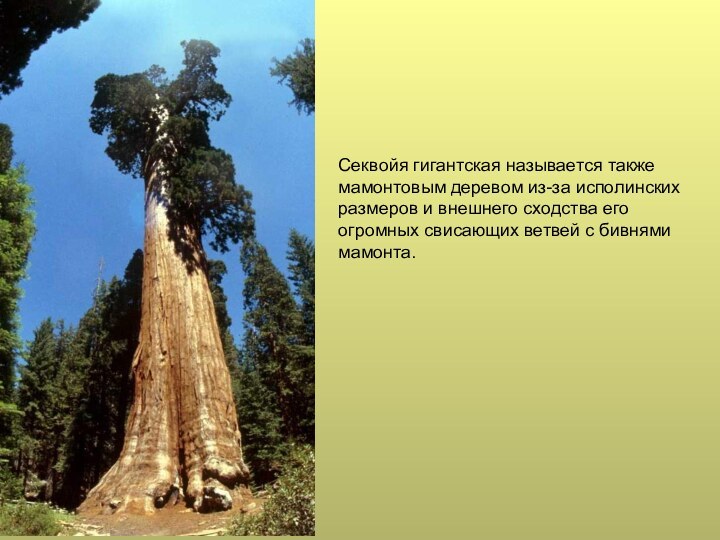 Секвойя гигантская называется также мамонтовым деревом из-за исполинскихразмеров и внешнего сходства его