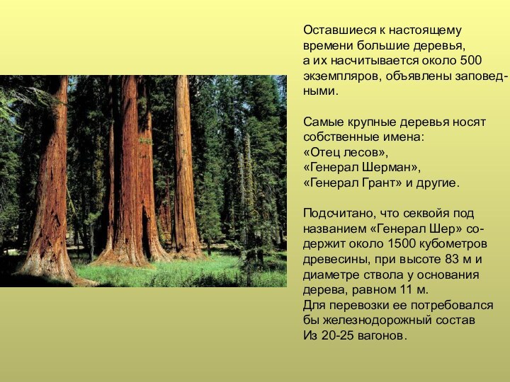 Оставшиеся к настоящемувремени большие деревья,а их насчитывается около 500экземпляров, объявлены заповед-ными.Самые крупные