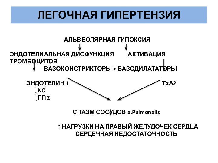 ЛЕГОЧНАЯ ГИПЕРТЕНЗИЯАЛЬВЕОЛЯРНАЯ ГИПОКСИЯ   ЭНДОТЕЛИАЛЬНАЯ ДИСФУНКЦИЯ     АКТИВАЦИЯ