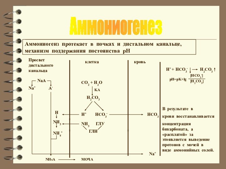 АммониогенезH+      HCO3-Na+В результате в крови восстанавливаетсяконцентрация бикарбоната,