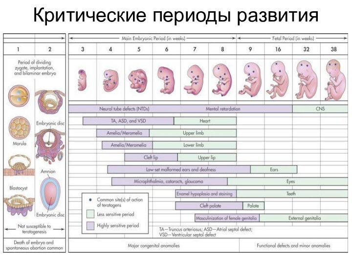 Критические периоды развития