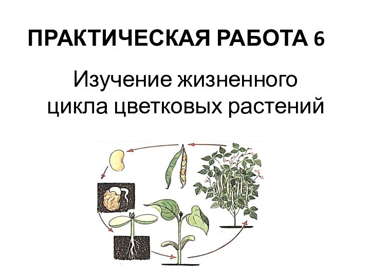 ПРАКТИЧЕСКАЯ РАБОТА 6Изучение жизненного цикла цветковых растений