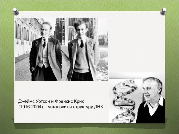 Джеймс Уотсон и Френсис Крик (1916-2004) - установили структуру ДНК.