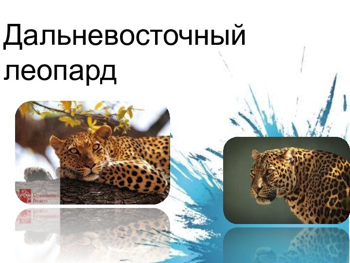 Дальневосточный леопард